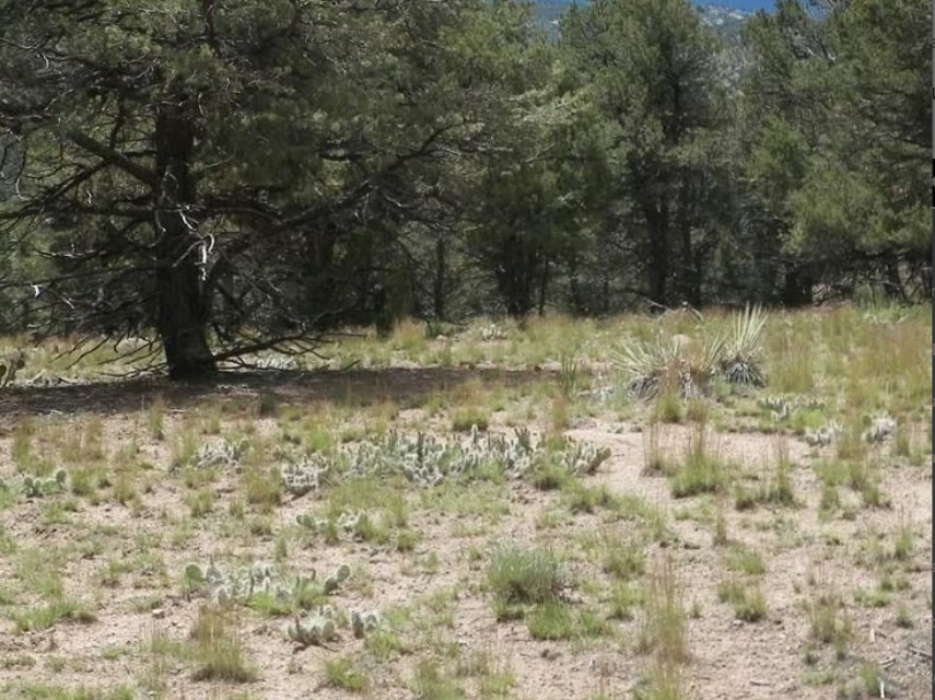 Land for Sale in Dolores Colorado 81323